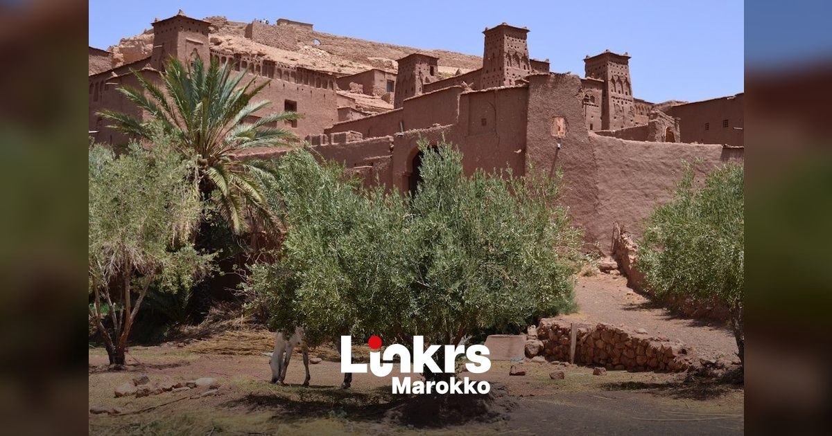 Cactusvijg in Marokko onbetaalbaar: volksfruit nu luxe