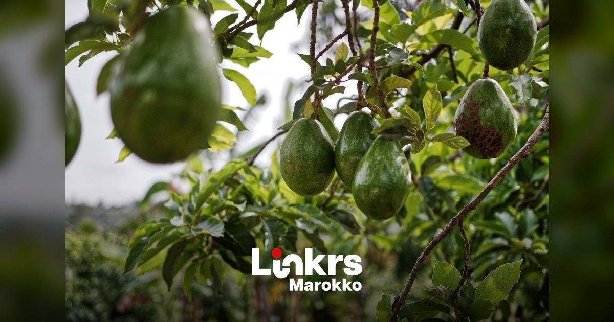 Rijpende avocado's aan de boom op een Marokkaanse plantage