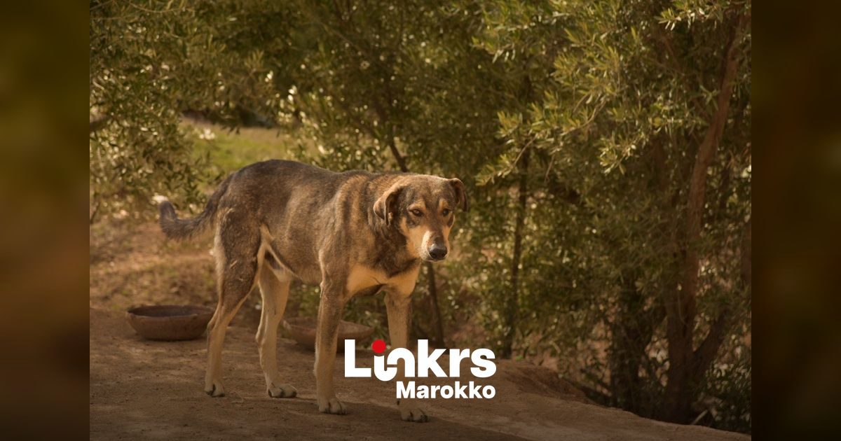 Zwerfhond op straat in een Marokkaanse stad