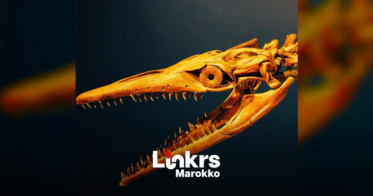 Prehistorische fossielen van zeereptielen op een tafel