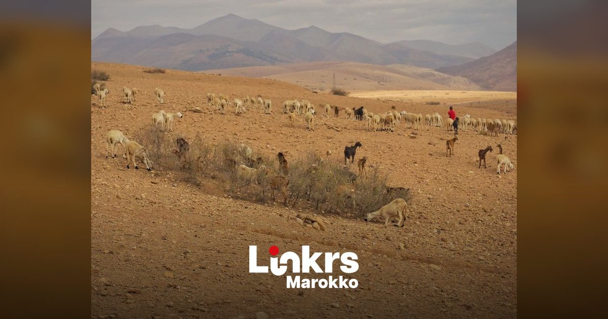 Verdroogd landbouwveld onder een felle zon in Marokko tijdens een hittegolf