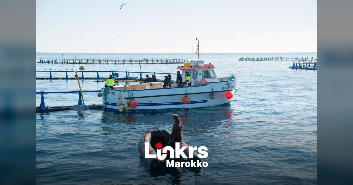 Marokkaanse aquacultuur groeit: 244 projecten en bijna 90.000 ton per jaar