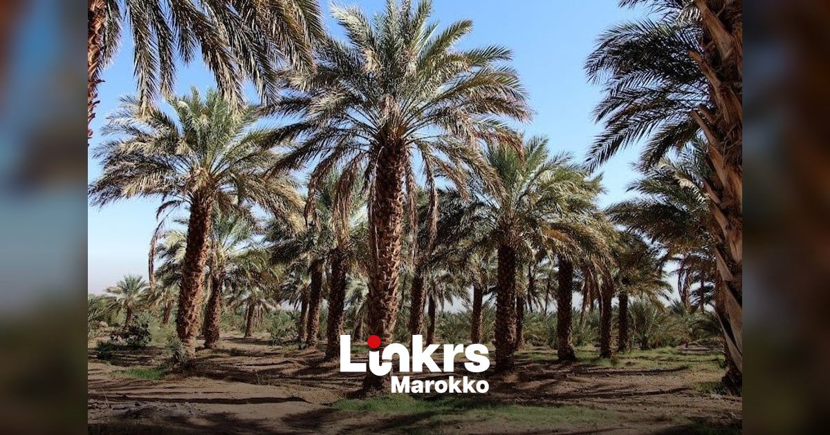 Marokkaanse dadeloogst herstelt: productie kan met 20 procent stijgen