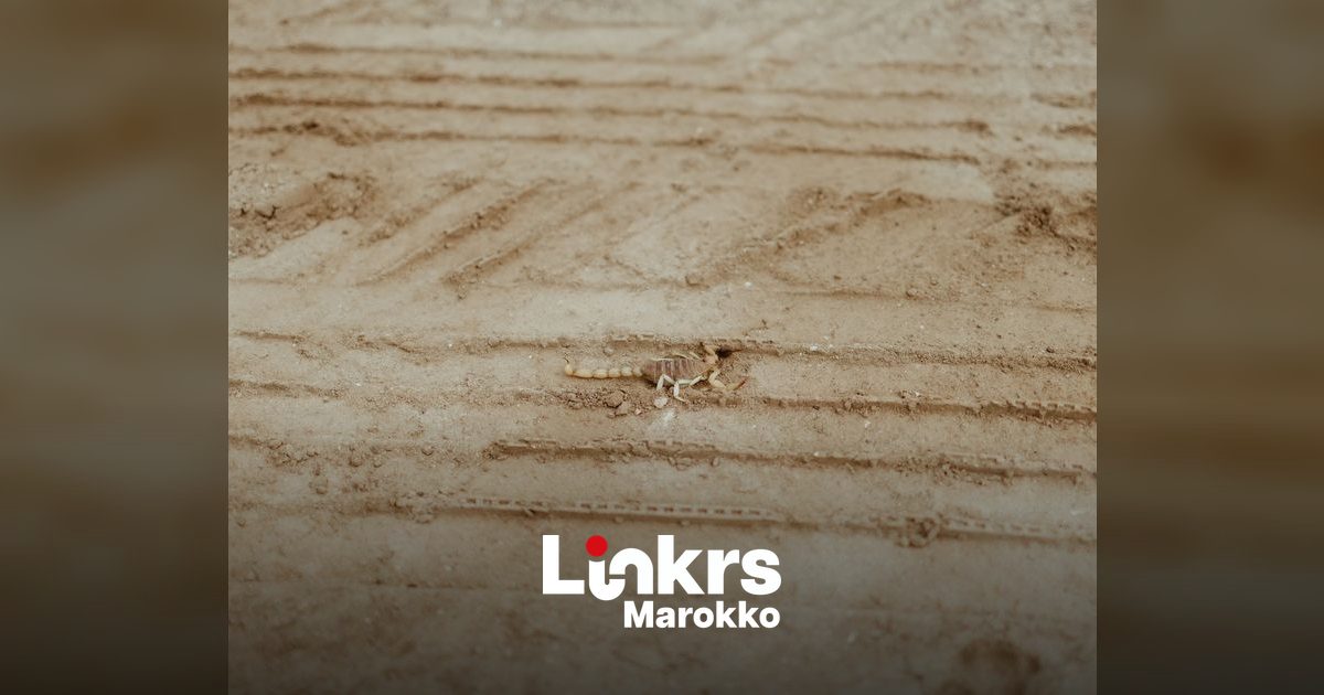 Een schorpioen op de droge grond tijdens de zomerhitte in Marokko