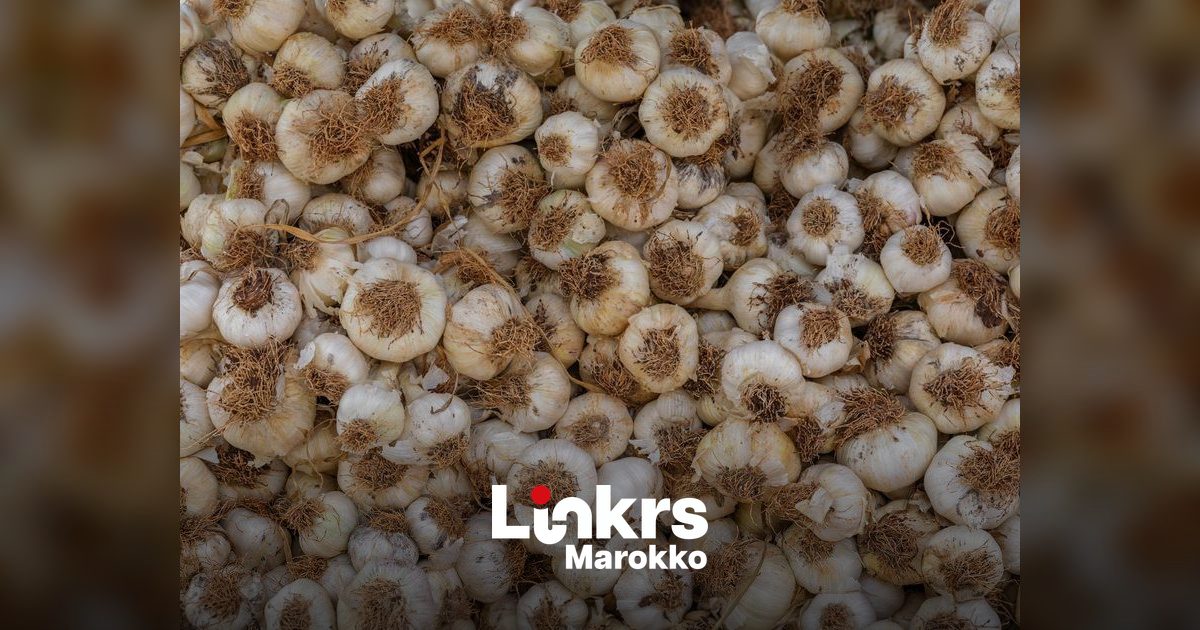 Marokkaanse knoflooktelers luiden noodklok over goedkope import
