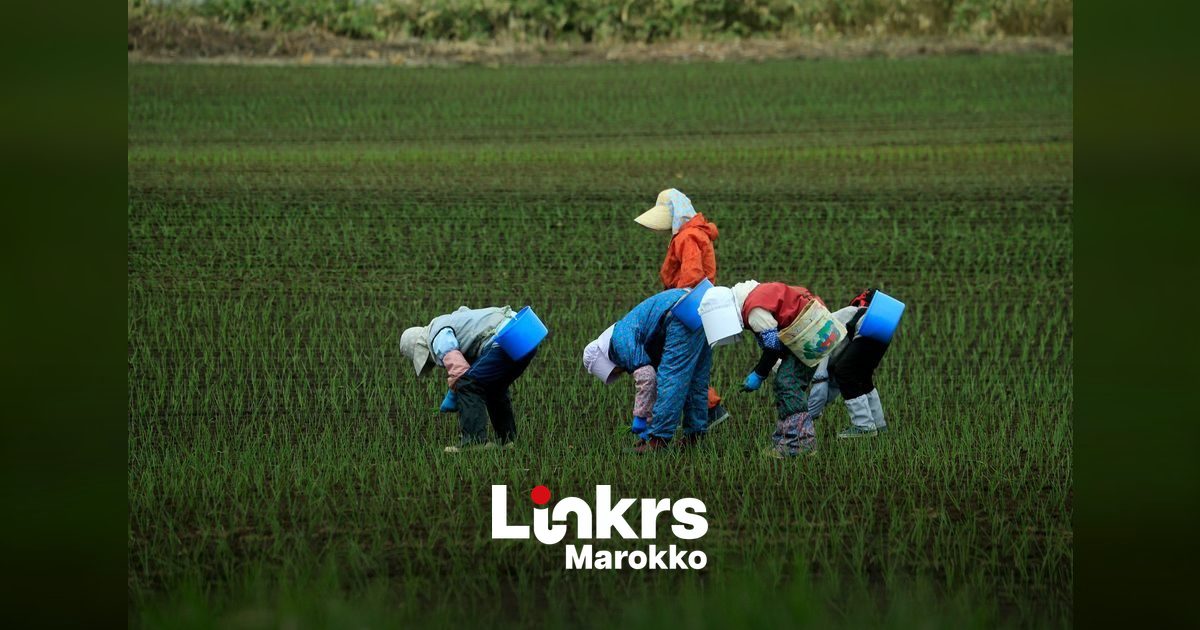 Marokkaanse landarbeider omgekomen bij verkeersongeval in Zuid-Italië