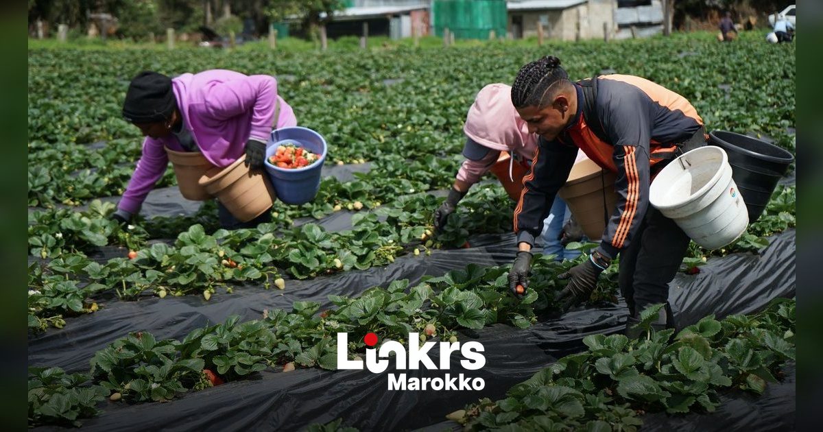 Marokkaanse seizoenarbeidsters aan het werk op een aardbeienveld in Spanje