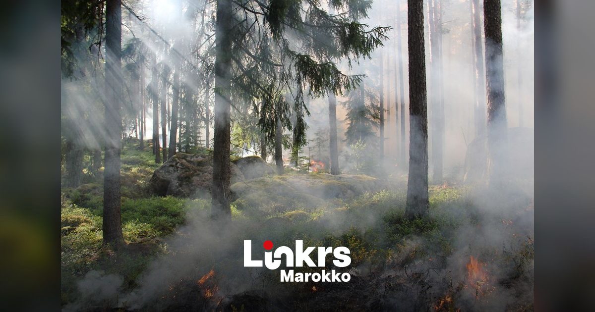Bosbrand in een Marokkaans bosgebied met rook boven de bomen