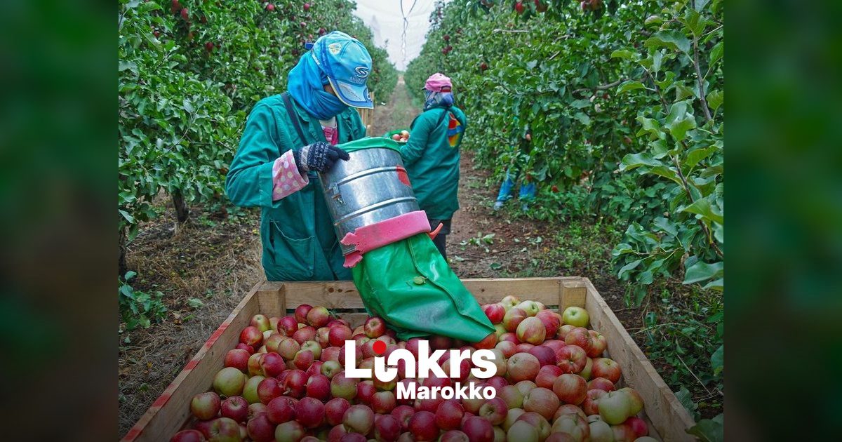 Marokkanen grootste groep buitenlandse werknemers in Spanje