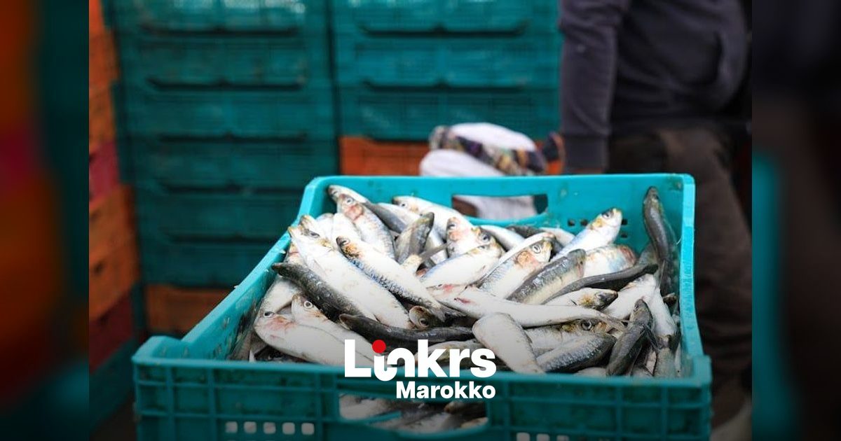 Marokko en Spanje in gesprek over exportstop bevroren sardines