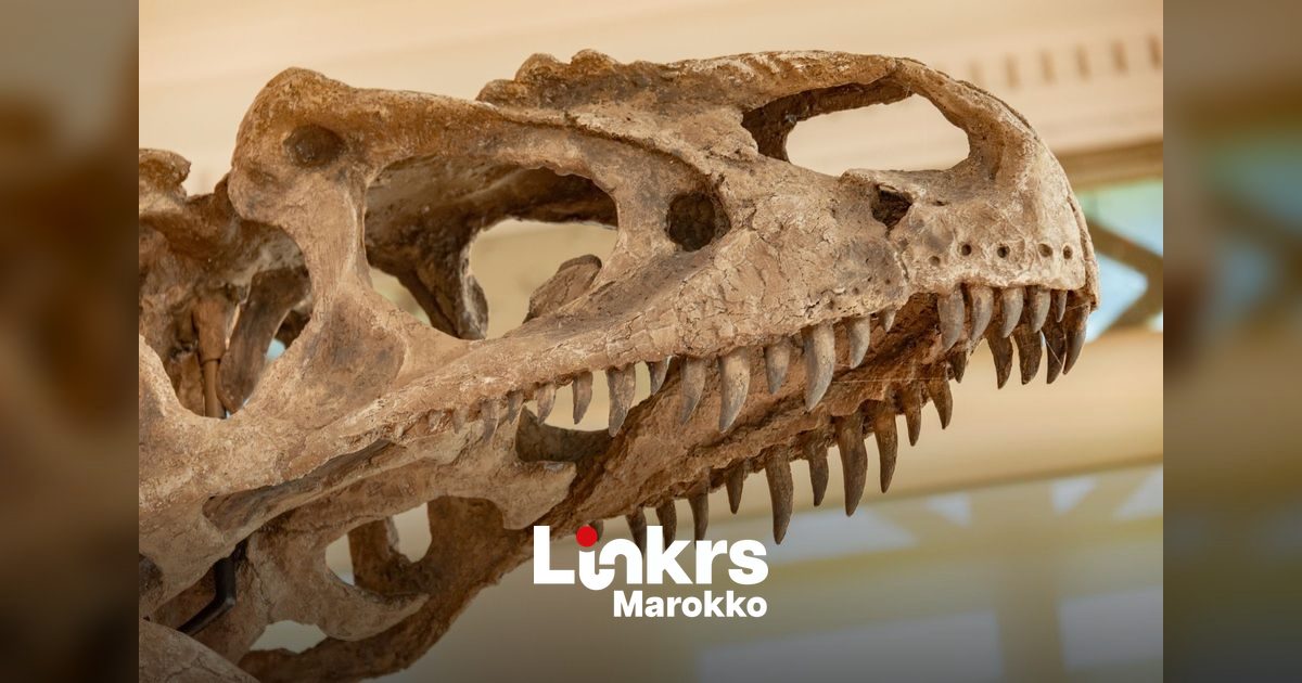 Fossiele dinosaurustanden uit het Krijttijdperk