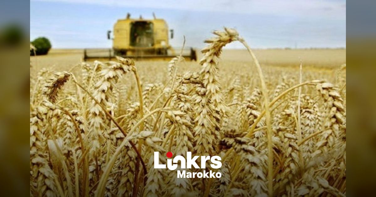 Tarweveld in een droog Marokkaans landbouwgebied