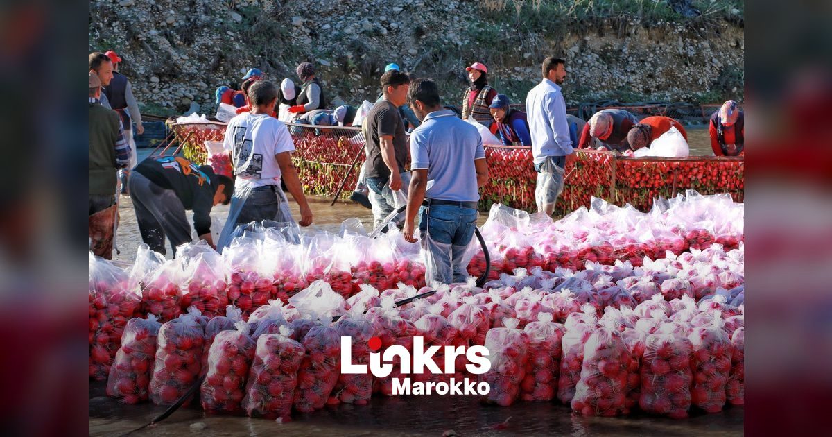 Marokko verovert Europese markt terwijl Spaanse landbouw uitdroogt