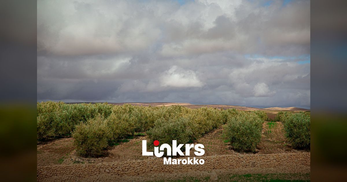 Landbouwgrond kopen in Marokko met een Marokkaans paspoort: gids 2026 - Werken in Marokko blog voor Nederlandstalige professionals