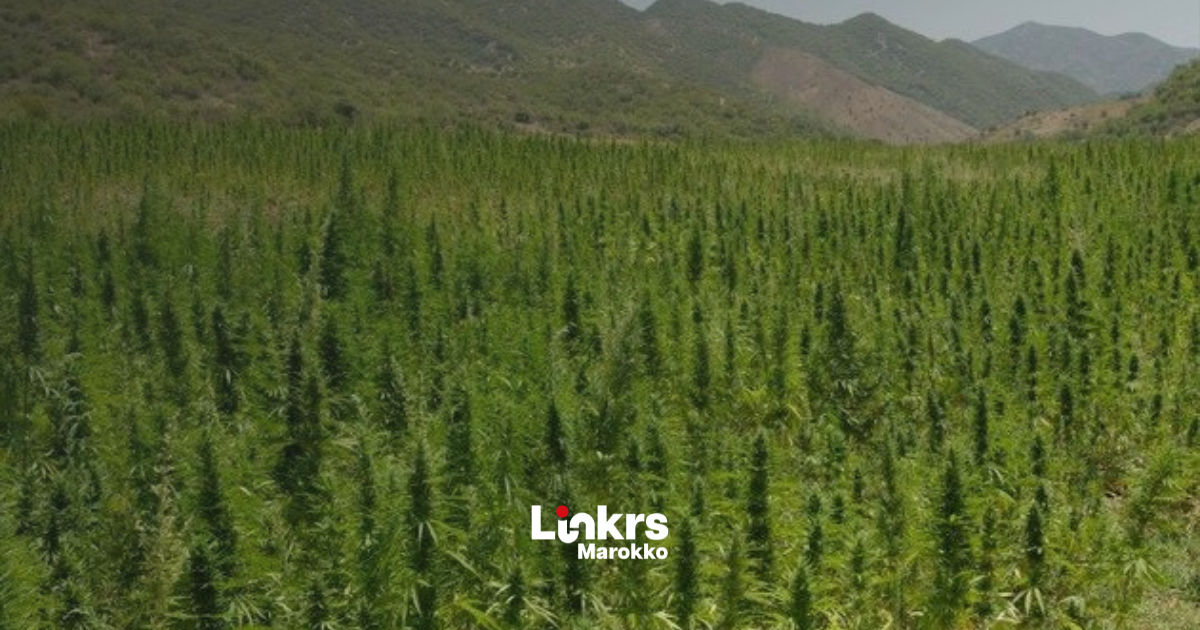 Legale cannabis in Marokko groeit sterk en richt zich op Europa