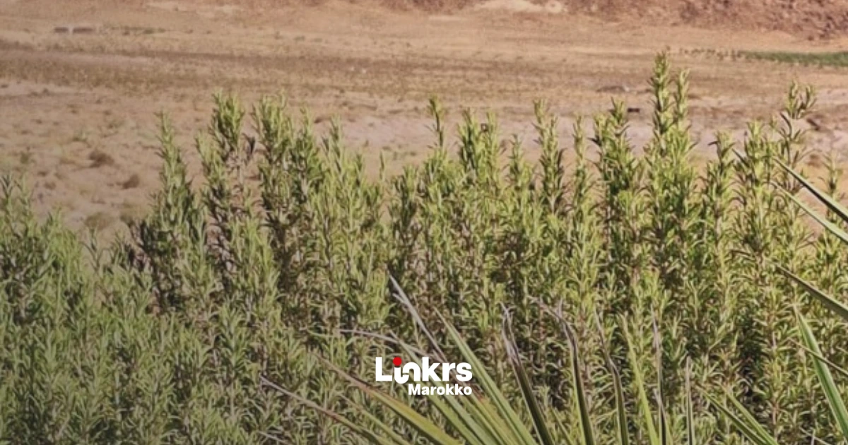 Marokko wil zich wapenen tegen droogte zonder afhankelijk te blijven van regen