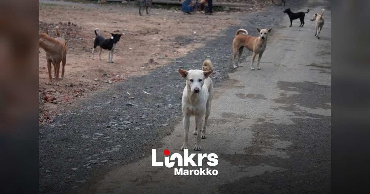 Nieuwe Marokkaanse wet over zwerfdieren is van kracht: dit moet je weten
