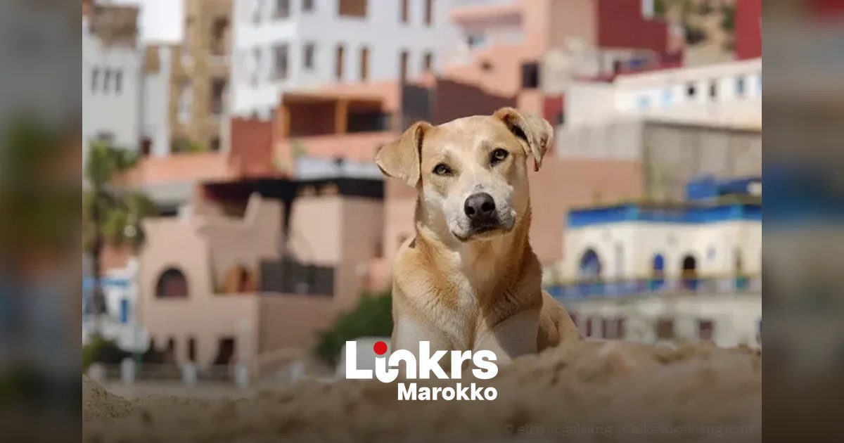 Nieuwe Marokkaanse wet over zwerfdieren zaait verwarring bij dierenrechtenorganisaties