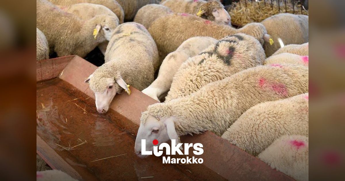 Prijzen van mestlammeren in Marokko schieten omhoog na Offerfeest