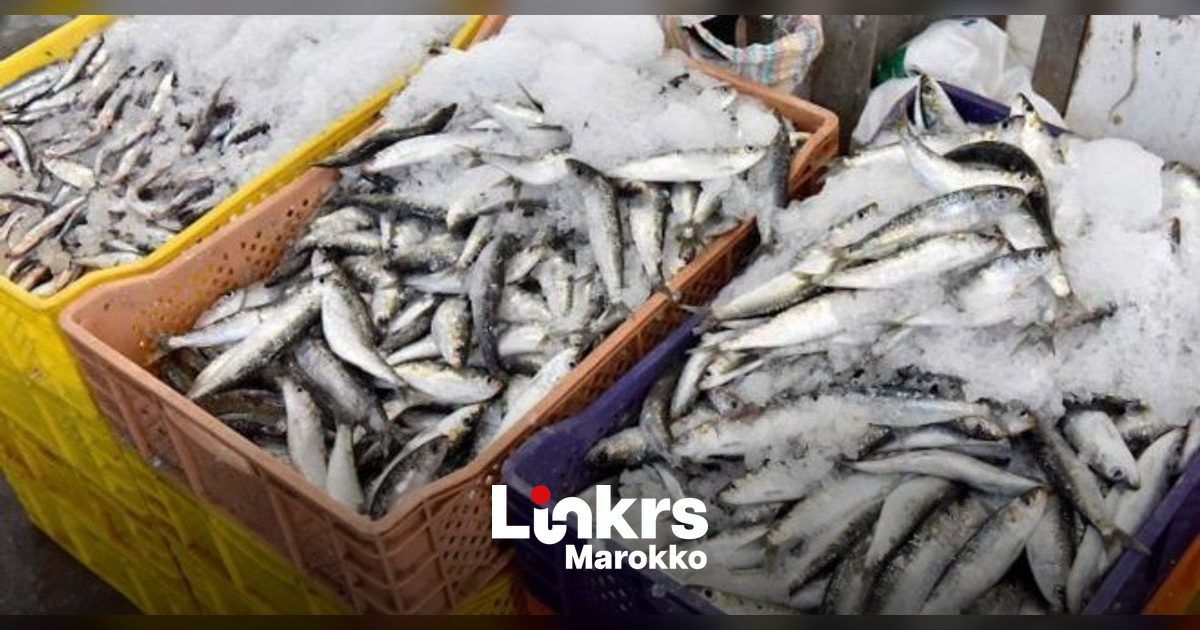 Verse sardines op een vismarkt in Casablanca
