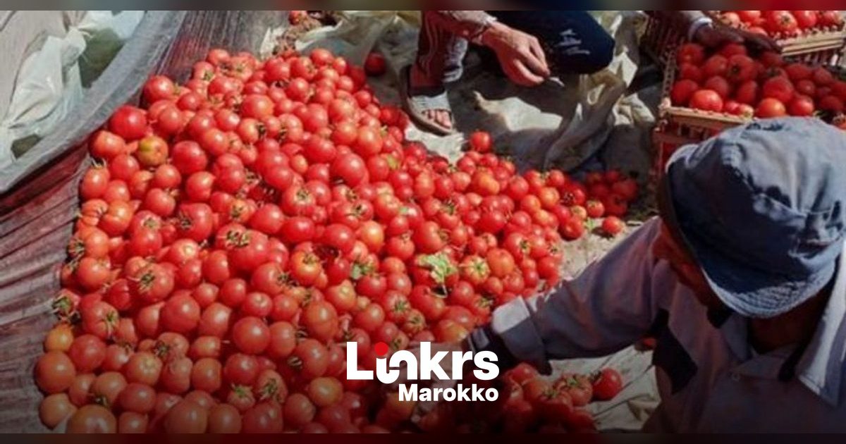 Tomatenprijzen dalen licht op de markten van Casablanca